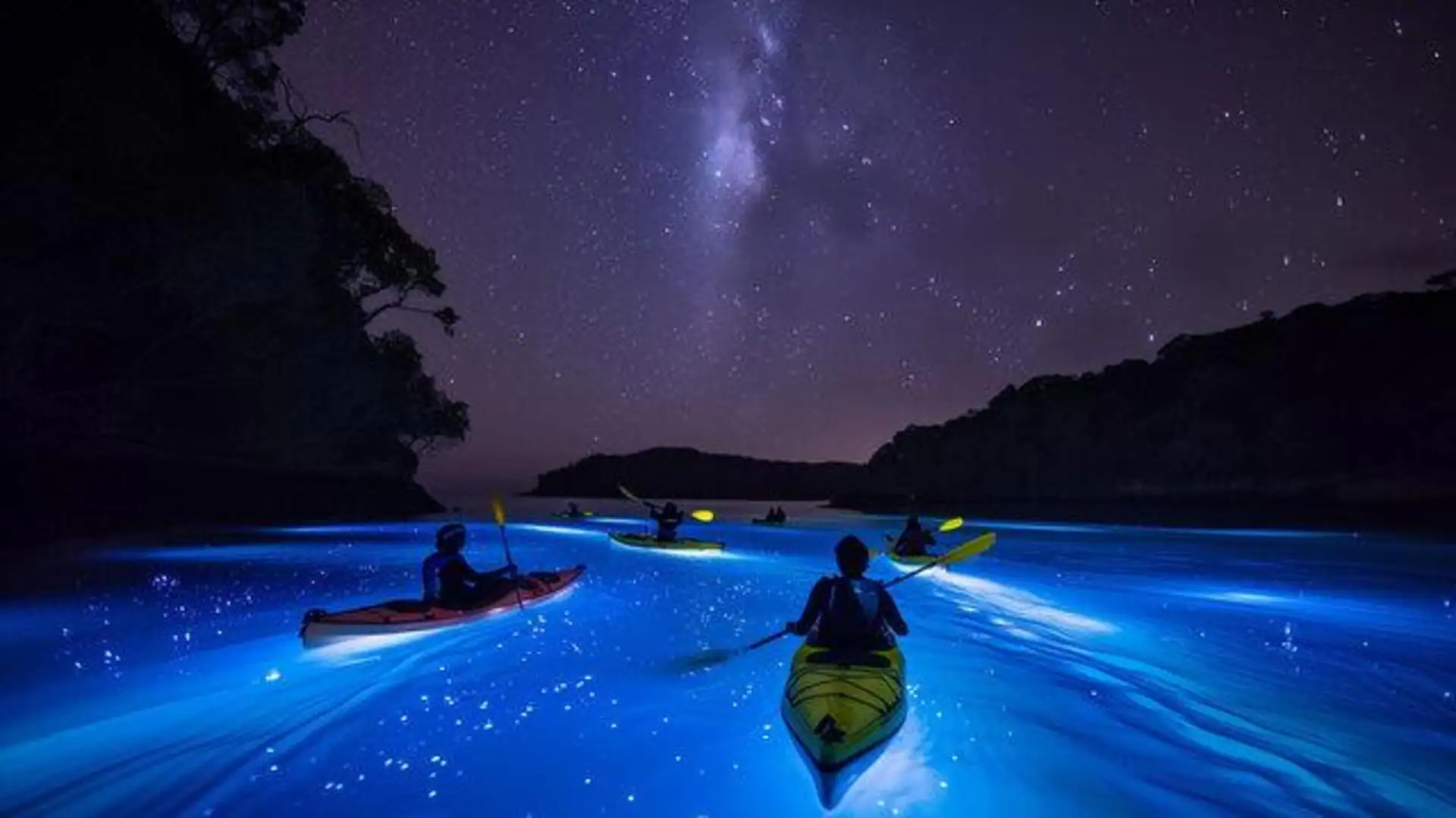 Bioluminescence Kayaking at Havelock