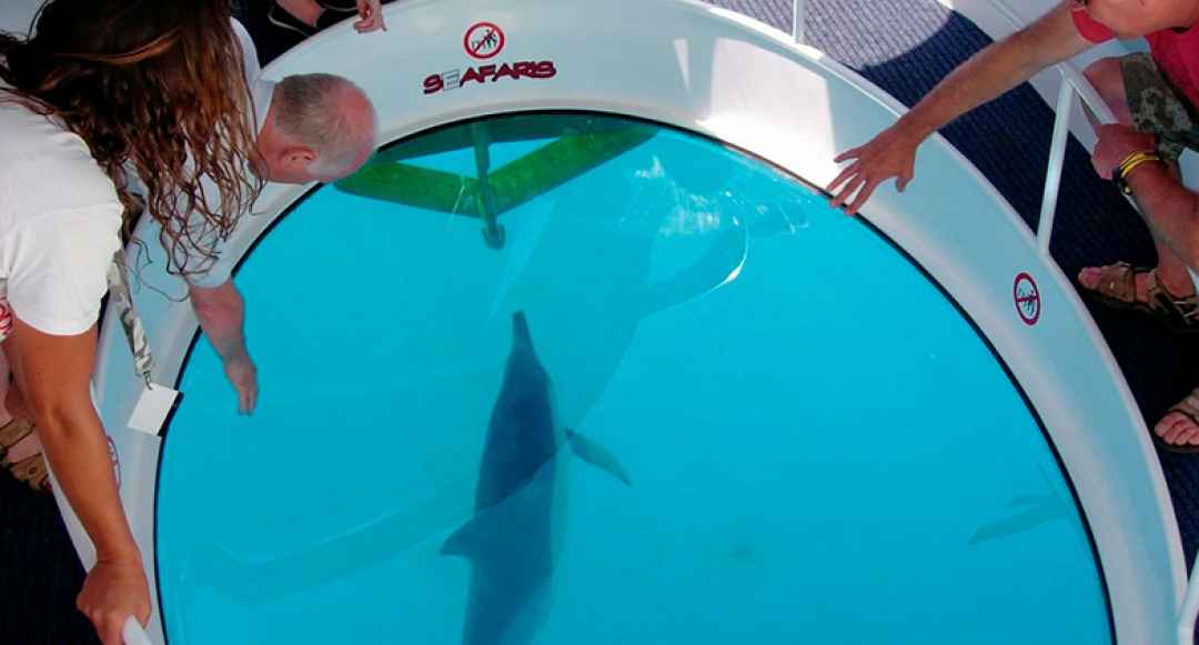 Havelock Dolphin Glass Bottom 1